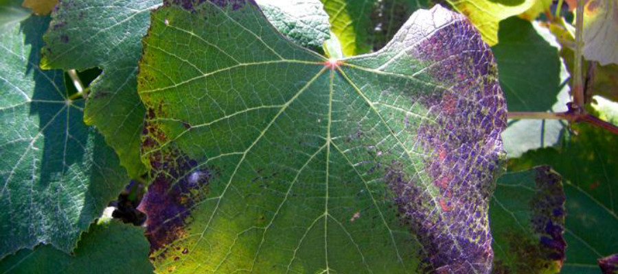 fosforo carenza foglia viola