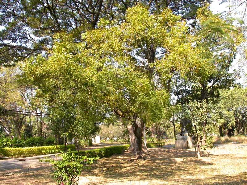 albero di neem olio