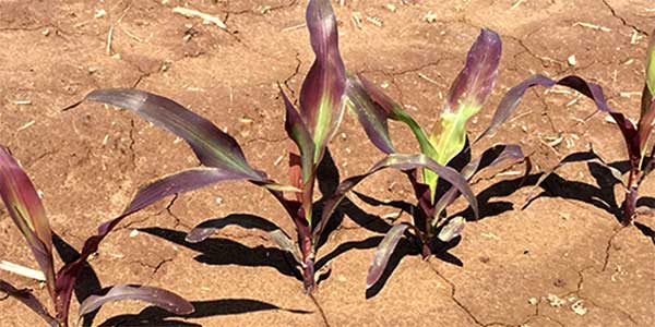 fosforo carenza foglia viola