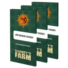 Afghan Hash Plant 10 Semi Regolari